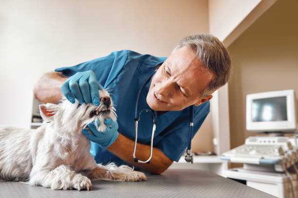  Wellsville, KS Emergency Dentist Pros